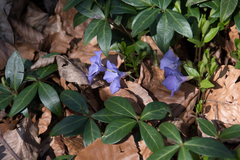 Vinca minor