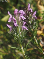 Thymbra spicata