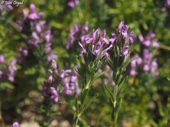Thymbra spicata