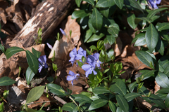 Vinca minor