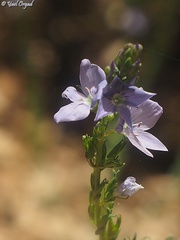Veronica leiocarpa