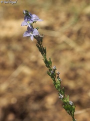 Veronica leiocarpa