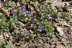 Viola