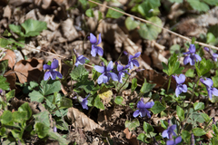 Viola