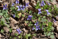 Viola