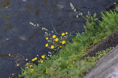 Hieracium amplexicaule pulmonarioides