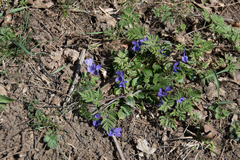 Viola