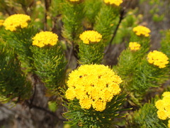 Hymenolepis
