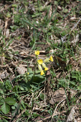 Primula veris