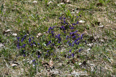 Viola