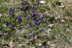 Viola