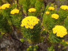 Hymenolepis