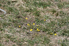 Potentilla