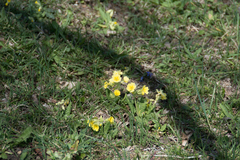 Primula