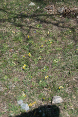 Primula veris