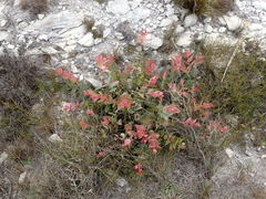 Protea amplexicaulis