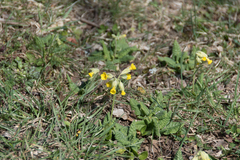 Primula veris