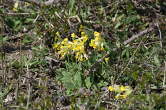Primula veris