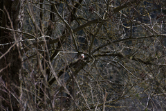 Dendrocopos major