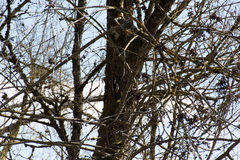 Dendrocopos major