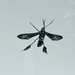 Horama plumipes