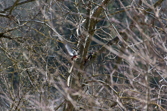Dendrocopos major