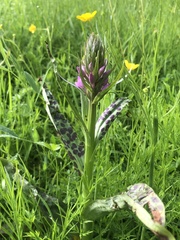 Dactylorhiza praetermissa