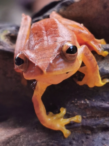 Inger’s Treefrog, Rhacophorus robertingeri