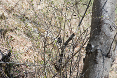 Poecile palustris