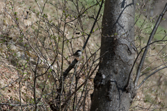 Poecile palustris