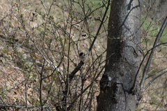 Poecile palustris