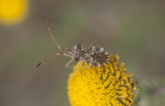 Centrocoris spiniger