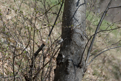 Poecile palustris