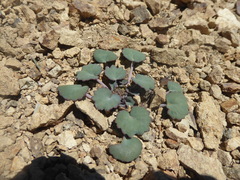 Pozoa coriacea