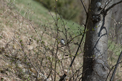 Poecile palustris
