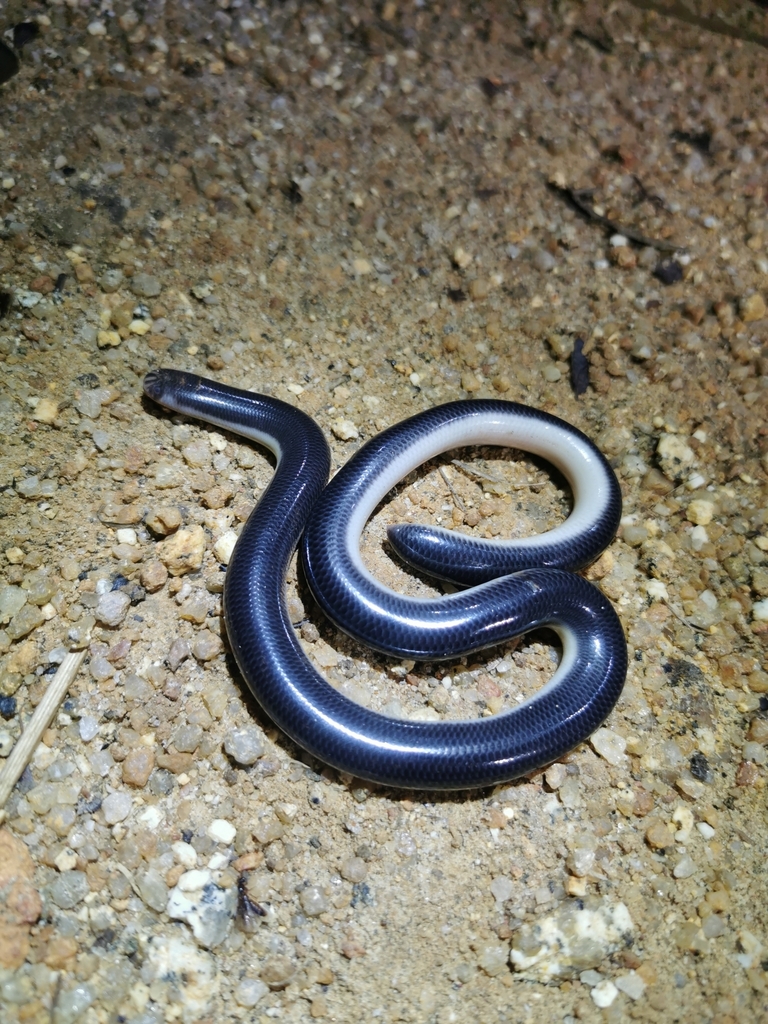 Müller's Blind Snake