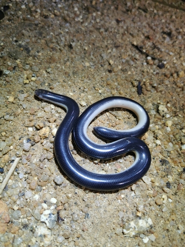 Müller's Blind Snake