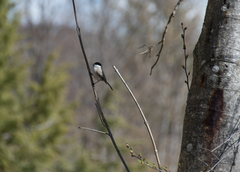 Poecile palustris