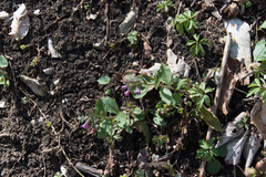 Pulmonaria