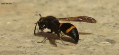 Orancistrocerus drewseni