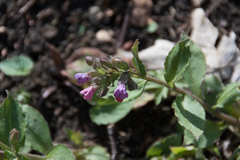 Pulmonaria