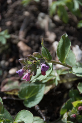 Pulmonaria