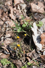 Tussilago farfara