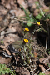 Tussilago farfara