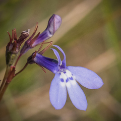 Lobelia flaccida