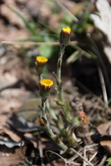 Tussilago farfara