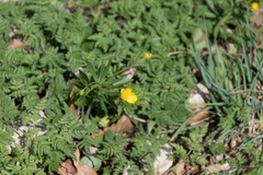 Ranunculus