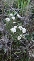 Phylica callosa
