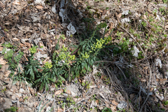 Euphorbia amygdaloides