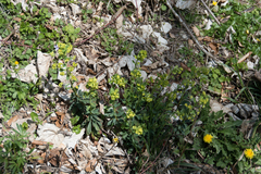 Euphorbia amygdaloides